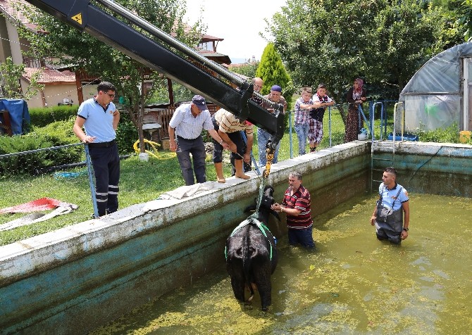 Havuza düşen ineği itfaiye kurtardı