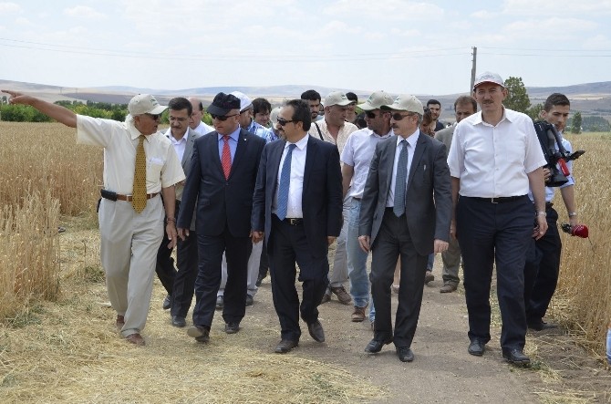 Haymana'da Hasat Bayramı