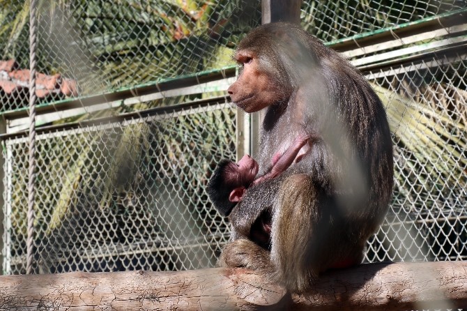 Hayvanat Bahçesinin yeni maskotları ile şenlendi