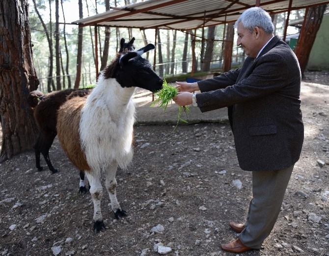 Hayvanat bahçesinin yeni maskotları