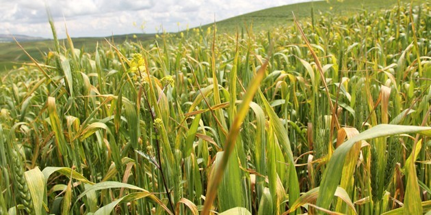 Hububatta pas hastalığına dikkat