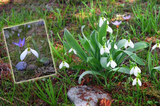İbradı’da Kardelen Festivali heyecanı