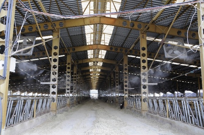 İneklere fıskiyeli ve buharlı serinlik