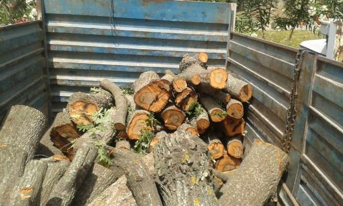 Kaçak Ağaç Kesimine Jandarmadan Suçüstü