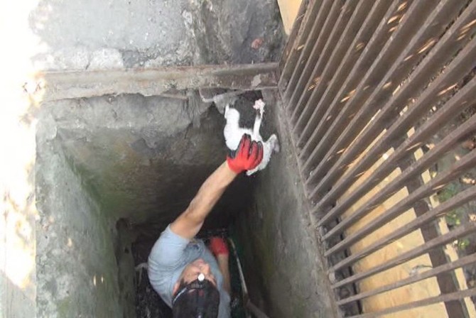 Kanalizasyona düşen kedi kurtarıldı