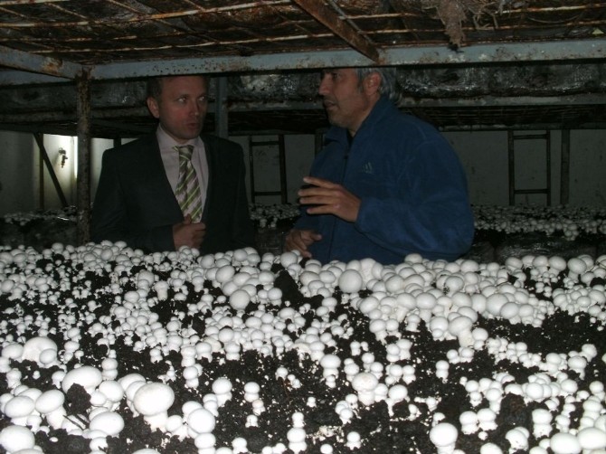 Kaymakam Tanrıkulu, mantar tesisini gezdi