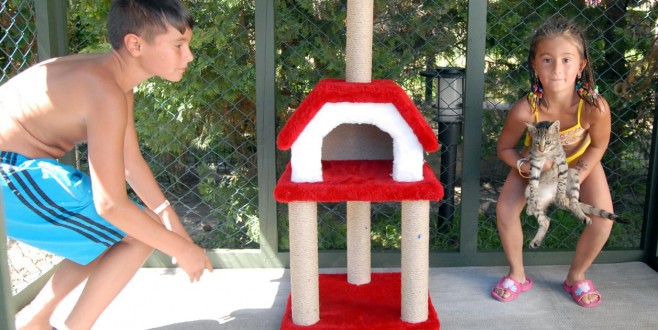 Kedilere 5 yıldızlı otelde ev