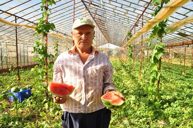 Kışlık karpuz altınla yarışıyor