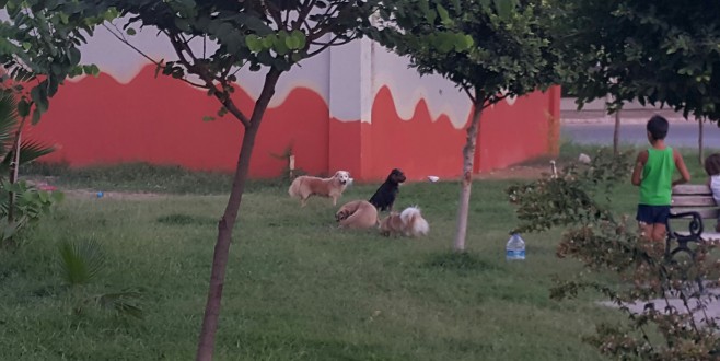 Konyaaltında parklar köpeklerin istilasında