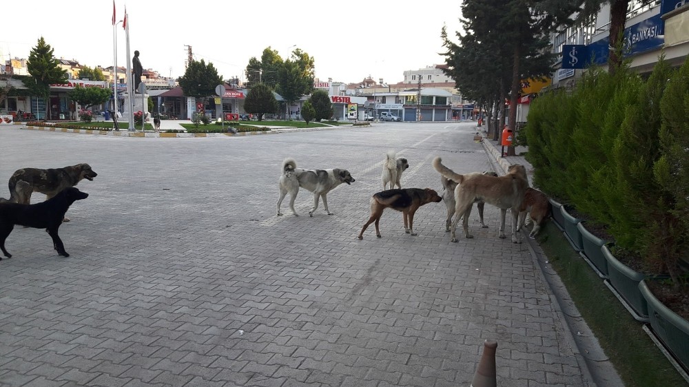 Köpeklerle başa çıkılamıyor