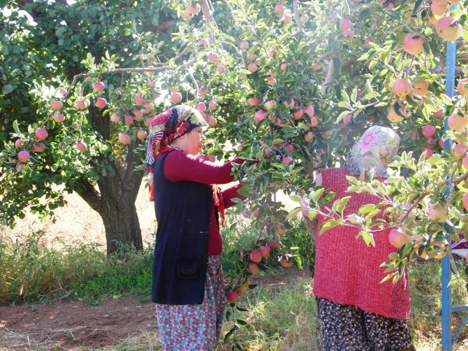 Korkuteli'nde armut ve elma hasadı başladı
