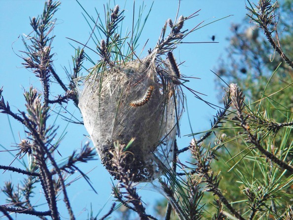 Korkuteli’nde çam kese sorunu yaşanmıyor