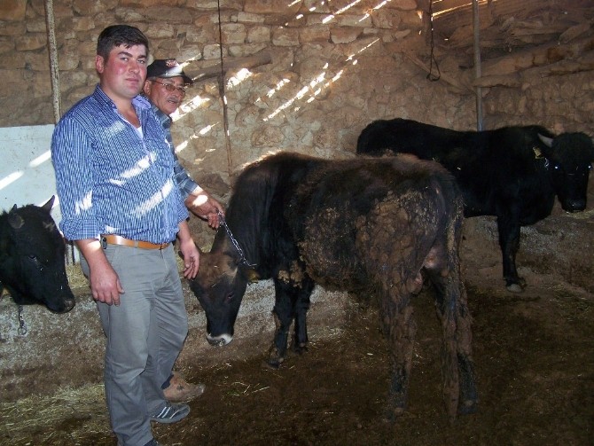 Korkuteli'nde kurbanlıklar besiye çekildi