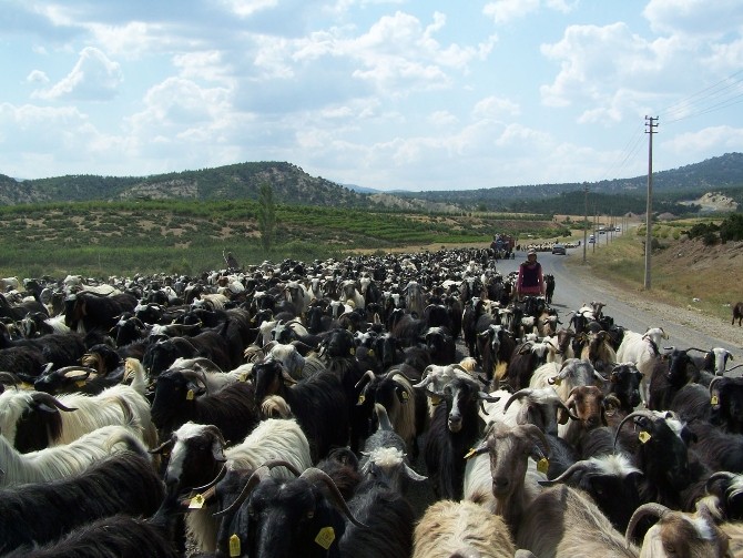 Korkuteli'nde sertifikalı çoban kursu başlıyor