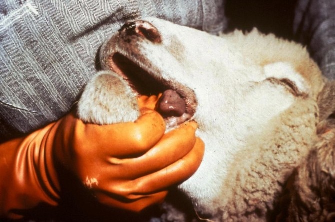 Küçükbaş hayvanlar mavi dil hastalığına karşı aşılanıyor