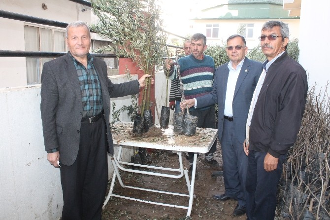 Kumluca Ziraat Odası zeytin ve ceviz fidanı dağıttı