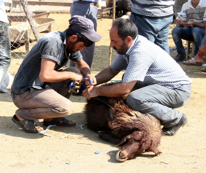 Kurbanlık fiyatı 400 TL ye kadar düştü