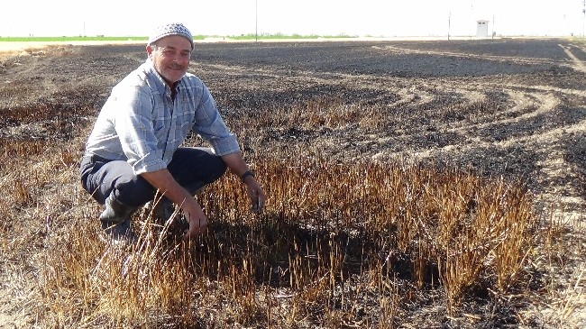 Kuş, 12 dönüm arpa tarlasını kül etti