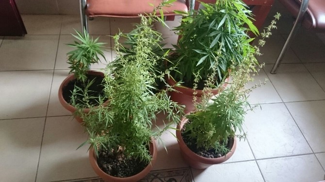 Manavgat Jandarması torbacı avında