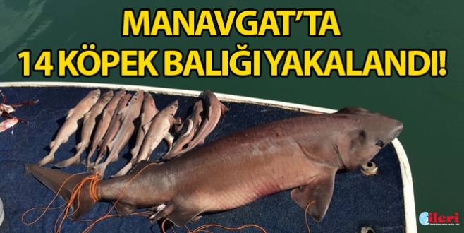 Manavgat’ta 14 köpek balığı yakalandı!