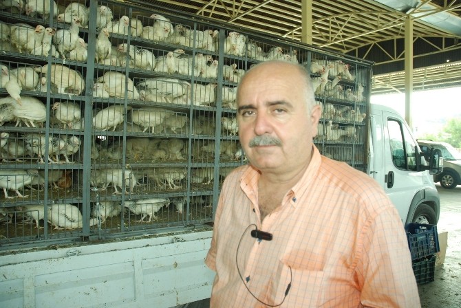 Manavgat Ziraat Odası 4 bin tane tavuk dağıttı