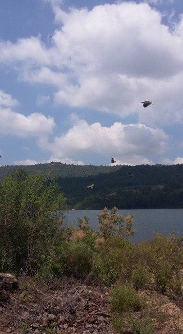 Manavgat’ta 500 keklik doğa ile buluştu