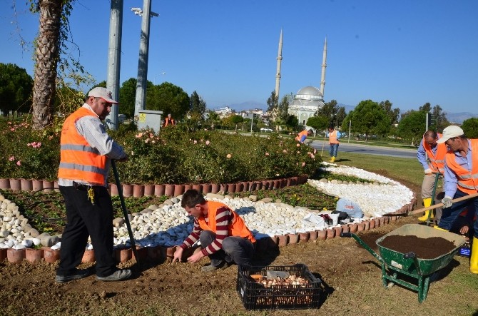 Manavgat'ta lale ekimi başladı