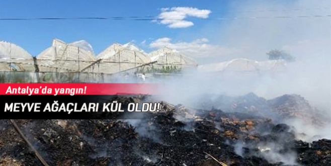 Meyve ağaçları kül oldu!