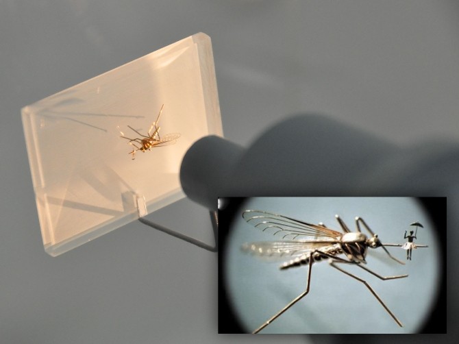 Mikroskobik sergi Antalya’da