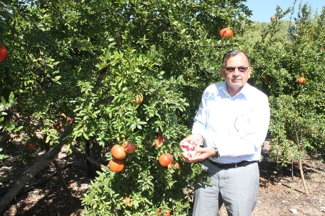 Nar hasadı 15 Ekim'den önce yapılmamalı