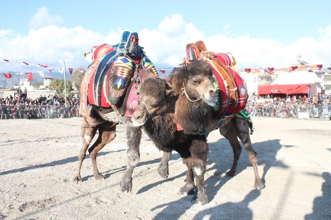Antalya'da eğitime katkı için deve güreşi düzenlendi