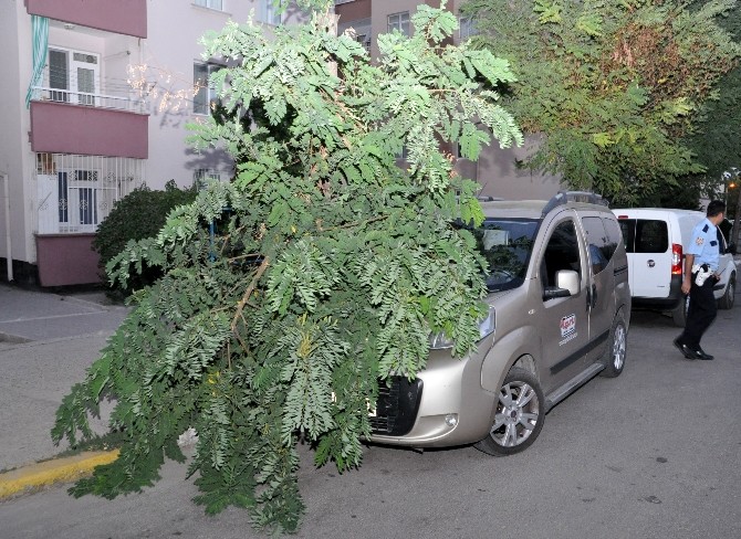 Rüzgar ağaçların dallarını kopardı