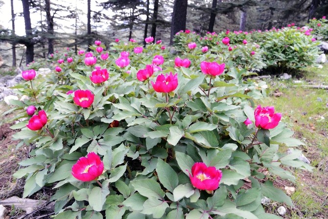 Şakayıklar Koruma Altına Alındı