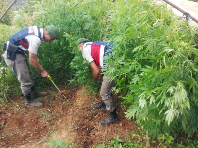 Sera İçinde 587 Kök Kenevir Ve 2 Bin 522 Gram Esrar