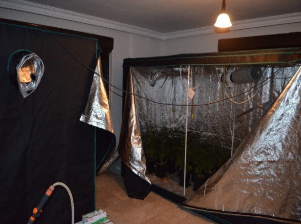 Seraya çevrilmiş evin odasında kenevir üretimi