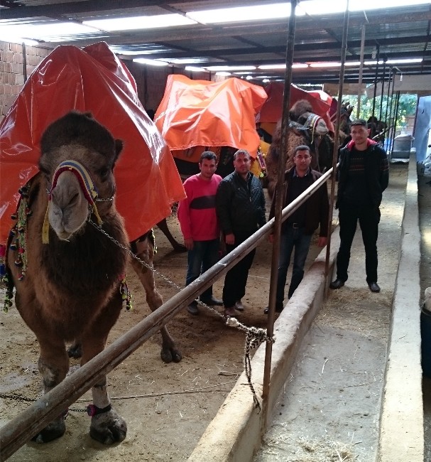 Sezonun ilk deve güreşi Kumluca’da