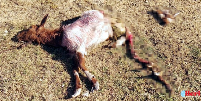 Sokak köpekleri 9 keçi telef etti!