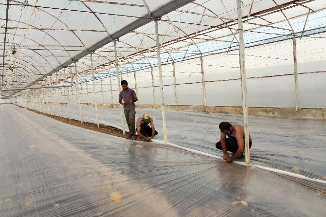 Solarizasyon, kimyasal kullanımını yüzde 60 engelliyor