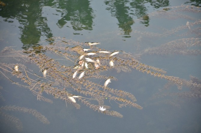 Sulama kanalında ölü deniz balığı