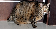 12,5 kiloluk kedi obezite tedavisi görüyor