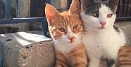 1406 köpek, 1062 kediye ev aranıyor