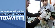 4 bin 817 sokak hayvanı tedavi edildi