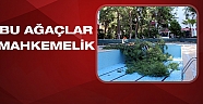 47 dairelik site 60 yıldır mahkemelik olan çam ağalarının tehtidi altında