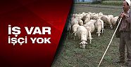 5 bin lira maaşla çoban aranıyor!