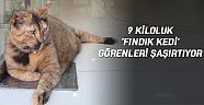 9 kiloluk ‘fındık kedi’ görenleri şaşırtıyor