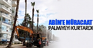 ABİM’e müracaat palmiyeyi kurtardı