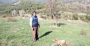 Aç kurtlar keçilere saldırdı