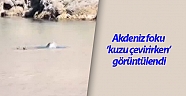 Akdeniz foku ’kuzu çevirirken’ görüntülendi