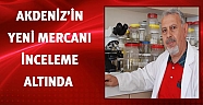 Akdenizin yeni mercanı inceleme altında