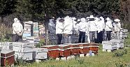 Antalya arıcılıkta zirveye koşuyor